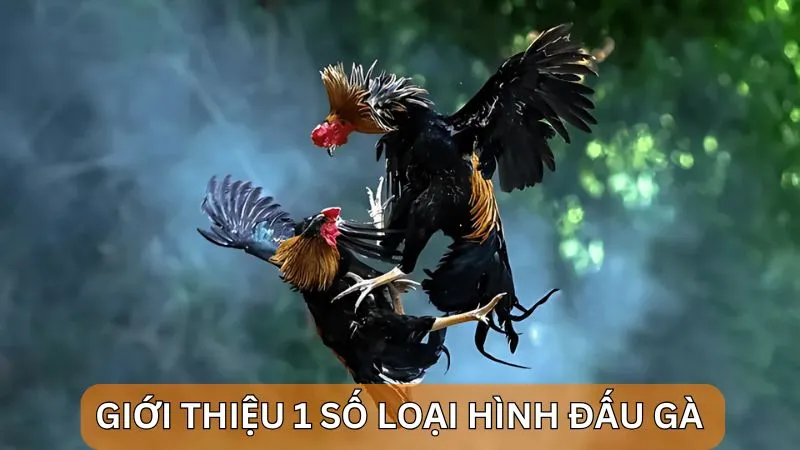 Giới thiệu 1 số loại hình đấu gà 