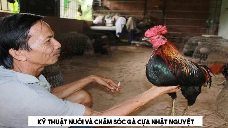 Kỹ thuật nuôi và chăm sóc gà nhật nguyệt nên biết 