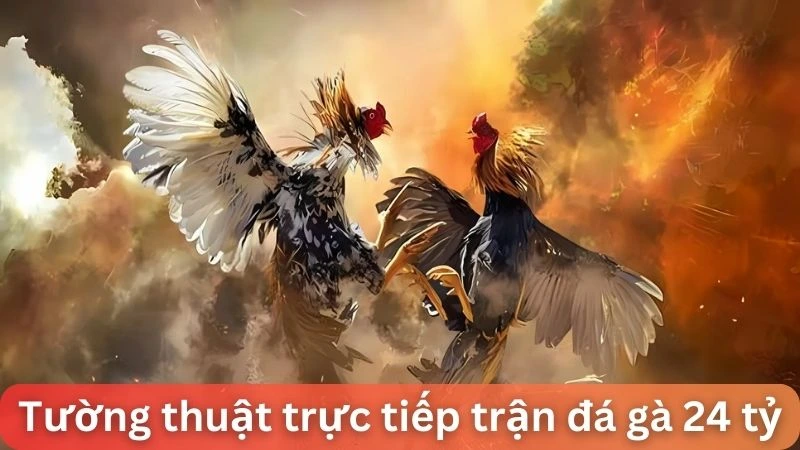 Tường thuật trực tiếp buổi đá gà 24 tỷ