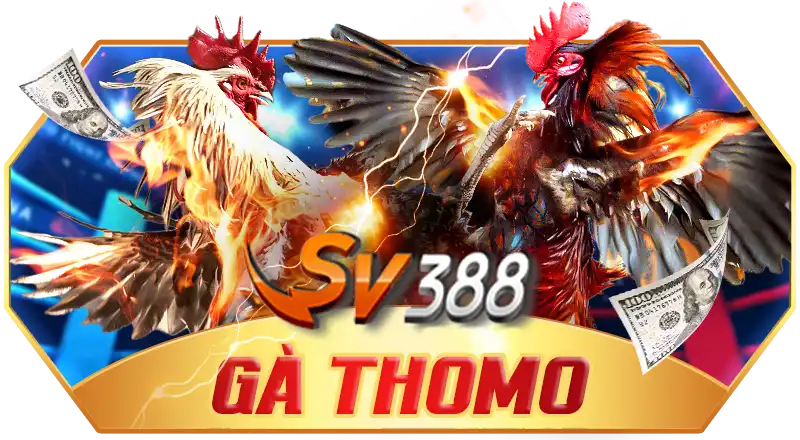 SV388 GÀ THOMO